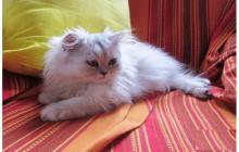 adorable chaton de type persan chinchilla