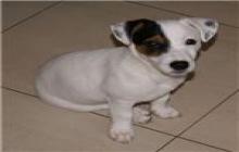 adorable chiot male type jack russel