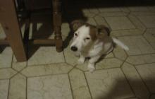 vend femelle jack russel 