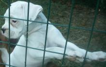 chiot boxer male blanc