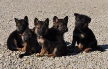  magnifique chiots berger allemand lof