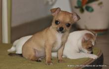 femelle chihuahua fauve pc lof née le 13/08/2014