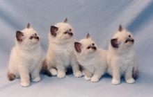 superbe chatons sacre de birmanie