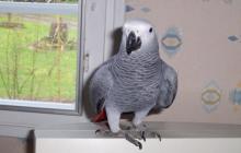 belle perroquet femelle type gris du gab