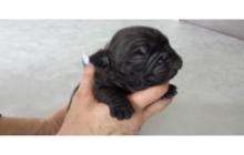  adorable chiot male type bouledogue fra