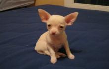 magnifique chiot femelle type chihuahua