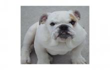 magnifique chiot bouledogue anglais (mal