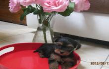   a donner un bb chiot type yorkshire terrier non lof facilite