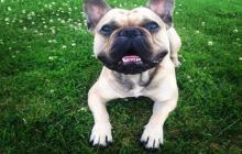 saillie chiot male type bouledogue français