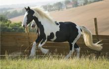 polyvalente jument  irish cob